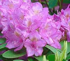 Plant Descriptions Rhododendron Plant Pink Garden Rhododendron