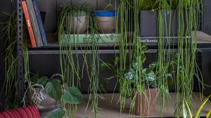The secrets to growing healthy cacti indoors include providing them with plenty of sunlight, not overwatering, and using the right soil. Pop This Cascading Cactus On An Empty Shelf Plant Life Balance