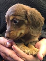 Longhaired Miniature Dachshund Pups Newport Newport Pets4homes Dachshund Puppies Miniature Dachshund Dachshund Dog