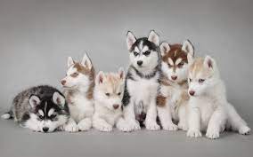 siberian huskies come in a variety of colors and patterns the most common coats are black and white then less comm puppies husky puppy siberian husky puppies