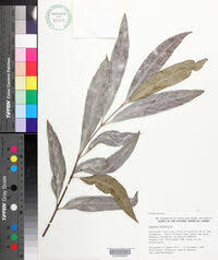 Image result for Allocassine laurifolia