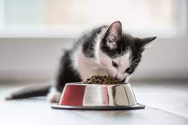 Justanswer.com has been visited by 100k+ users in the past month Choosing The Best Kitten Food And Treats Daily Paws