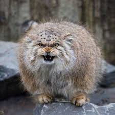 Kizgin Pallas Kedisi Cats Pallas S Cat Manul Cat