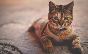 We have store and online options. 4health Review 2020 Updated Cat Nap Store