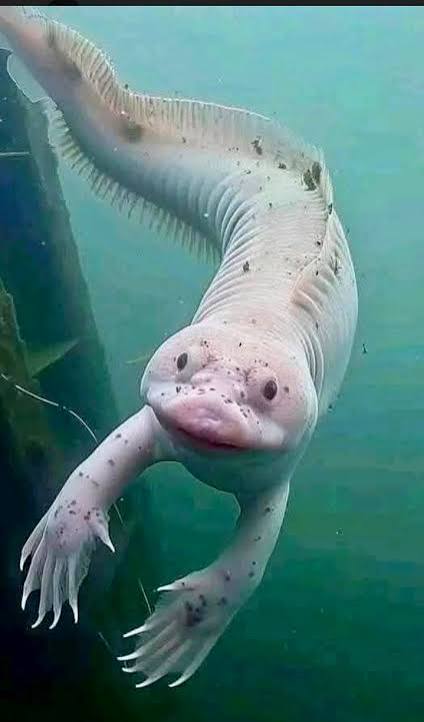 Discover the olm, a unique aquatic amphibian
