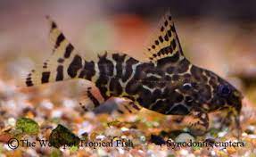Synodontis Eupterus Featherfin Squeaker Cat