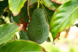 Stalks often have a brown to black pith. How To Save A Dying Avocado Tree 9 Steps You Should Take The Practical Planter
