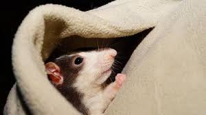 Aroma daun pudina juga sebenarnya mengancam tikus walaupun ianya digemari oleh manusia sebagai sebahagian ramuan di dalam masakan atau dijadikan ulaman. 10 Cara Mengusir Tikus Di Rumah Dengan Bahan Alami Mudah Dan Ampuh Health Liputan6 Com