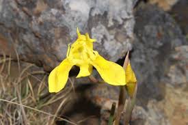 Image result for Moraea spathulata