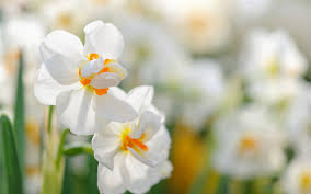We did not find results for: Download Wallpapers Daffodils White Wildflowers Spring White Daffodils Spring Flowers Besthqwallpapers Com White Daffodils Daffodils Spring Flowers