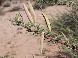 Image result for Acacia hebeclada