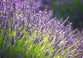 We did not find results for: 20 Best Perennial Flowers Easy Perennial Plants To Grow