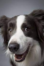 Landon Nordeman Westminster Dog Show Dogs Beautiful Dogs
