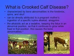 Lupine Crooked Calf Disease Ppt Download
