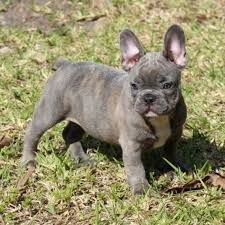Here is information on how to reduce or eliminate. Blue French Bulldog For Sale Near Me In Uk Usa Canda Australia Dubai