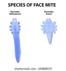 Image result for Demodex brevis
