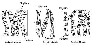 You can also find smooth muscle in the walls of passageways, including arteries and veins of de cardiovascular system. Ncert Solutions For Class 9 Science Chapter 6 Tissues
