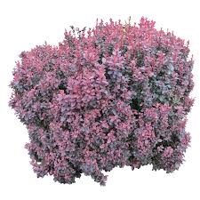 Bush Png Image Trendy Plants Barberry Bush Plants