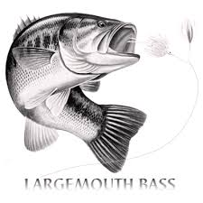 Continuous line drawing illustration of a largemouth bass, a species of black bass and carnivorous freshwater gamefish, jumping up done in sketch or doodle style. Largemouth Bass