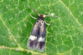Image result for Enteucha acetosae