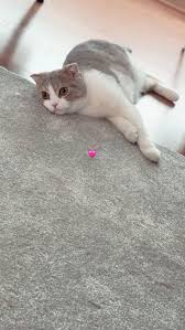 Ig 190225 Lalalalisa M S Instagram Story Baby Cats Cute Cat Cute Animals
