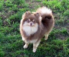 We do this with marketing and advertising partners (who may have their own information they've collected). 27 Pomeranian Pics Ideas Pomeranian Dogs Pomeranian Puppy