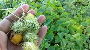Some liken the taste to a cross between a guava fruit and a passion fruit. Wild Passion Fruit à¦ª à¦¯ à¦¶à¦¨ à¦«à¦² Passiflora Foetida From Roadside Bush Passion Fruit Tree Passiflora Passion Fruit