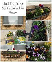 Best trailing plants for window boxes for full sun, shade and perennials. Best Plants For Window Boxes Western Garden Centers