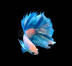 Red Dragon Siamese Fighting Fish Betta Fish Isolated On Black Betta Fish Betta Fish Tattoo Fish Drawings