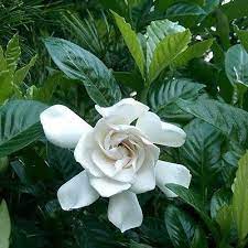 50 Gardenia Cape Jasmine Bush Seeds Under The Sun Seeds Gardenia Plant August Beauty Gardenia Popular Flowers
