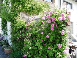 Offene Gartenpforte Und Offener Garten In Hessen Gruenzeux Offene Gartenpforte Gartenpforte Garten