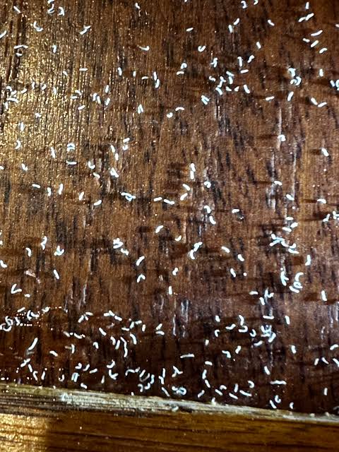 Anyone know what these tiny tiny white worm like bugs are on my office wood floor? I called the exterminator and he had to send it to a university's entomology department since