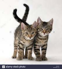 Silver tabby cat with pink ribbon. Tabby Kitten Stanley Und Fosset 12 Wochen Alt Spazieren Zusammen Stockfotografie Alamy