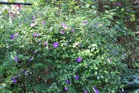 Image result for Thunbergia erecta