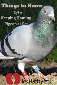 Do You Want To Keep Homing Pigeon As A Pet These Are The Things That You Must Know Miles With Pets In 2020 Homing Pigeons Pet Pigeon Pets