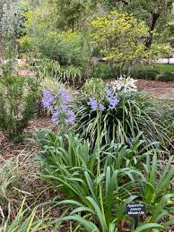 Image result for Agapanthus praecox