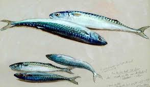 Sparklefish In 2020 Fish Drawings Fish Painting Mackerel