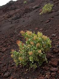 Image result for Persicaria hystricula