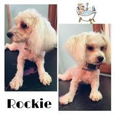 Shauna's Caring Hands Pet Grooming