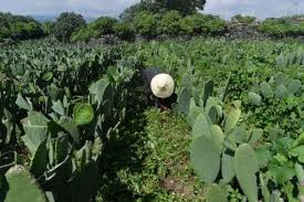 Yep.worldwide is a big cactus !!! Mexico S Prickly Pear Cactus Energy Source Of The Future