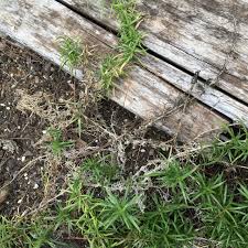 We did not find results for: Phlox Plant Is Dying Back Reasons For Phlox Yellowing And Drying Out