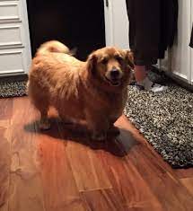 Corgiever Corgi Golden Retriever 16 Corgi Mixes That Will Melt Your Cold Unlovin Golden Retriever Corgi Mix Dogs Golden Retriever Corgi Golden Retriever