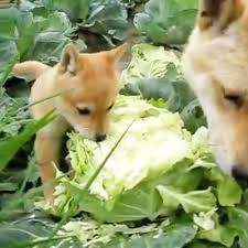 Comment must not exceed 1000 characters. Stream Makan Daging Anjing Dengan Sayur Kol With Arpeggio Piano By Oneshotonekill Listen Online For Free On Soundcloud
