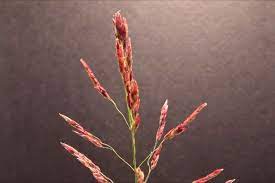 Johnson Grass Grass Flowers Johnson