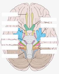 The peripheral nervous system includes the nerves and signals of the sympathetic nervous system and the automatic nervous system. Nerves Clipart Nervous Boy 12 Cranial Nerves Blank Png Image Transparent Png Free Download On Seekpng
