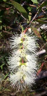 Image result for Melaleuca quinquenervia