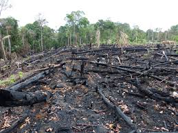The Amazon Rainforest Is Burning And You Can Help Stop Eating Beef Amazon Rainforest Nature Photography Deforestation
