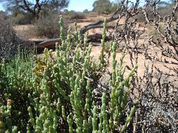 Image result for Halosarcia indica