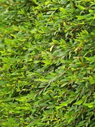 Image result for Phyllanthus taylorianus