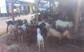 Wali kota jakarta pusat dhany sukma mengunjungi langsung lokasi kebakaran di pasar kambing, jakarta pusat. Kambing Kurban Dibanderol Rp 8 Juta Per Ekor Di Tanah Abang Warta Kota